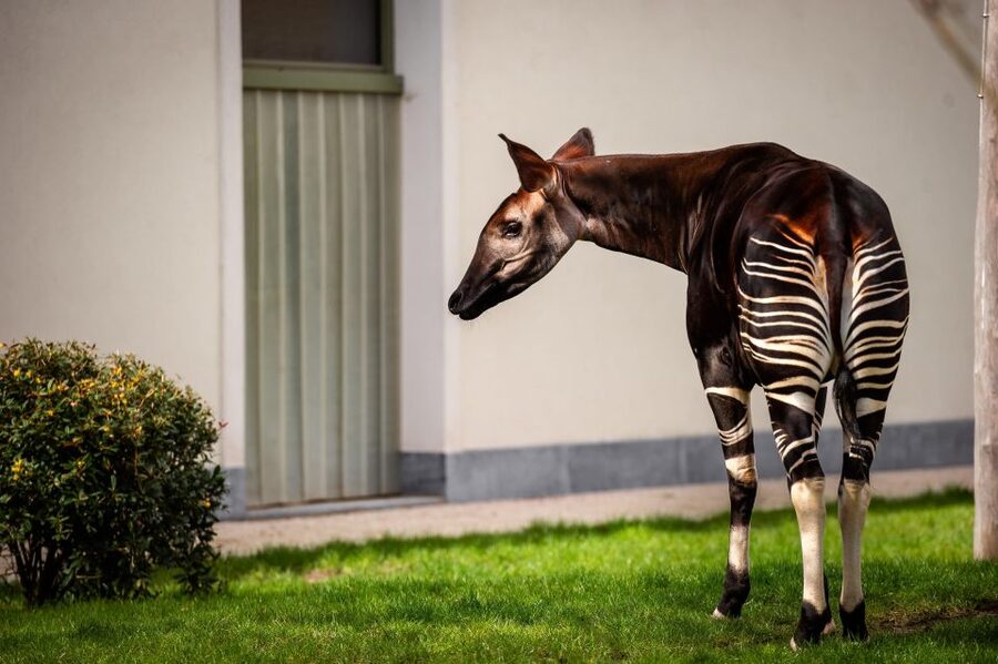 Antwerp: ZOO Entry Ticket - Key points about Antwerp ZOO