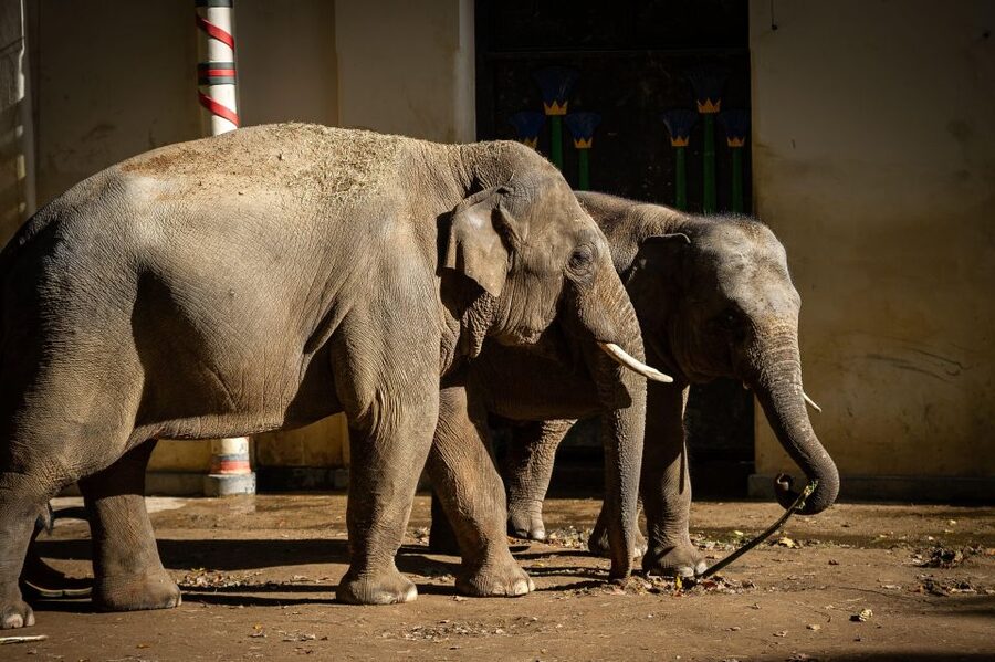 Antwerp: ZOO Entry Ticket - Why Antwerp ZOO feels different from a standard city attraction