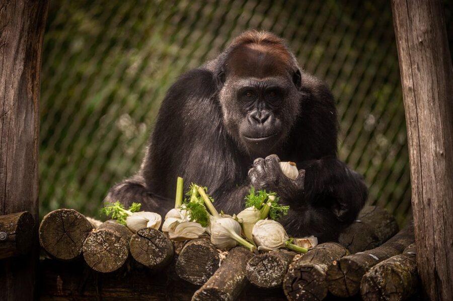 Antwerp: ZOO Entry Ticket - Gorillas, elephants, and the Great Apes Valley