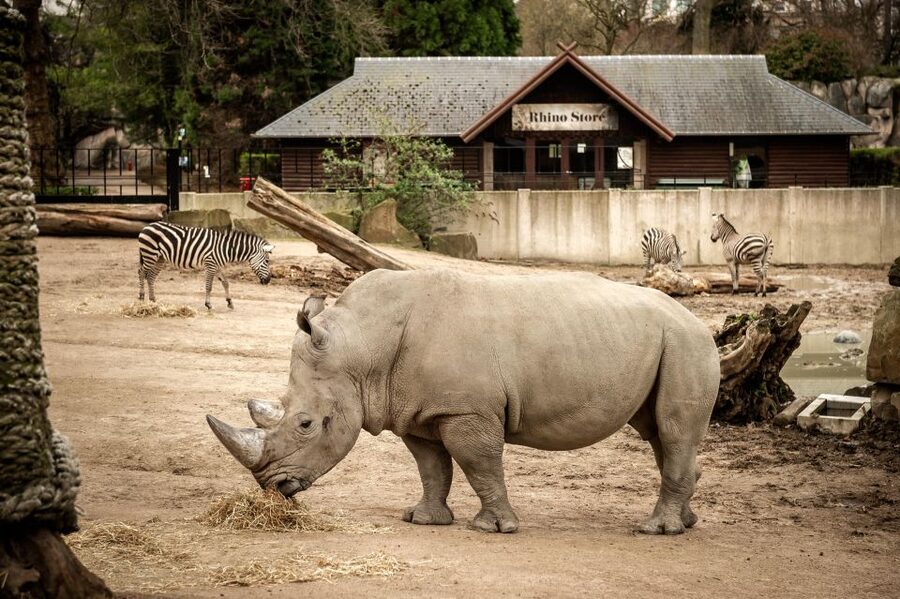 Antwerp: ZOO Entry Ticket - Keeper talks and feeding times in Dutch