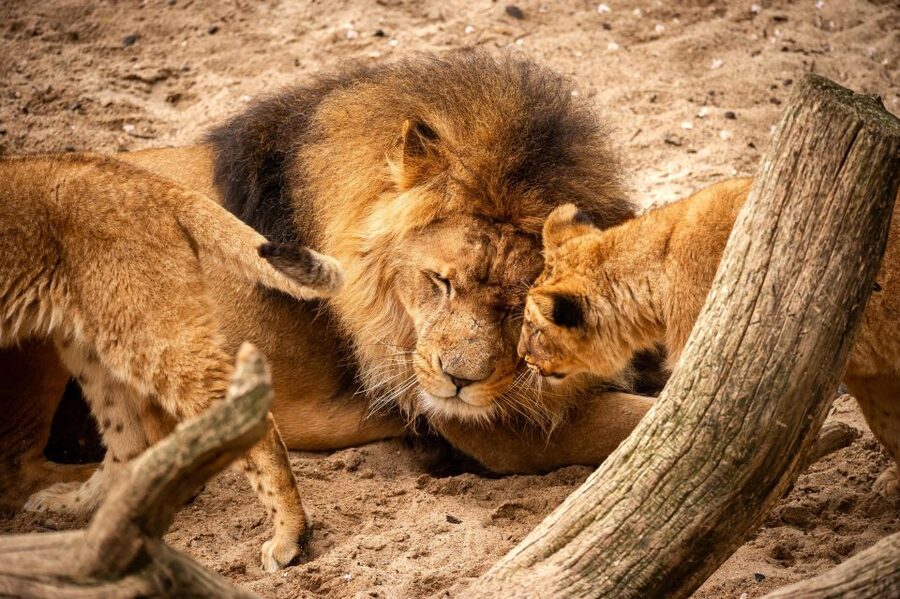 Antwerp: ZOO Entry Ticket - How to plan your day and manage the cost