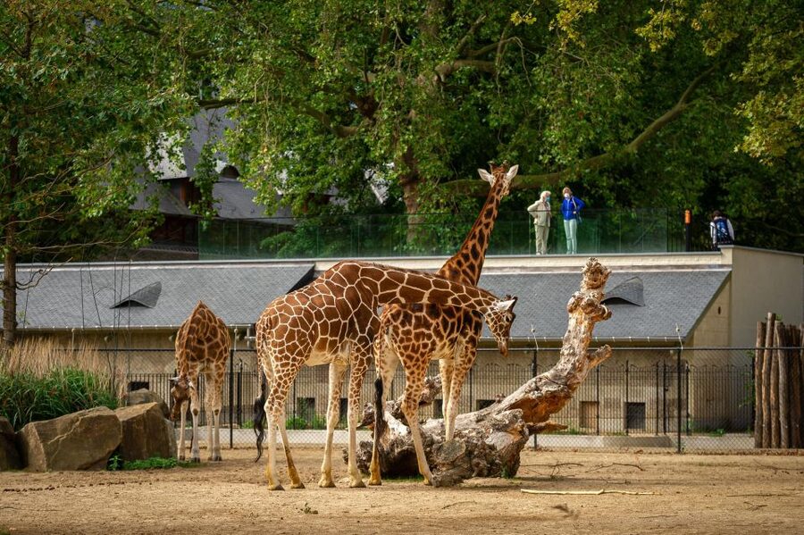 Antwerp: ZOO Entry Ticket - Winter visits and animal activity