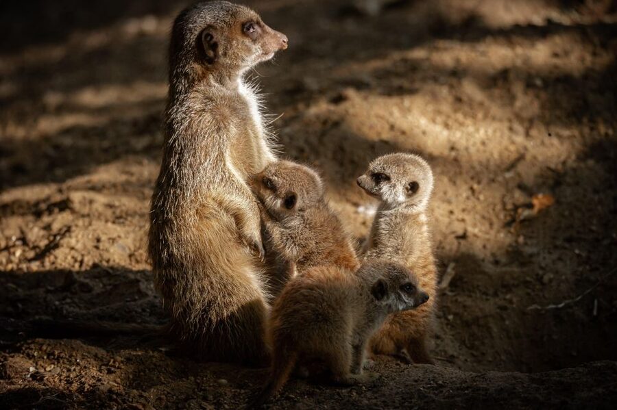 Antwerp: ZOO Entry Ticket - Starting with the historic zoo grounds