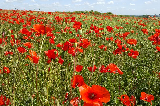 Australian Battlefields Private Tour in Flanders from Bruges - Messines Ridge and the mines beneath Hill 60