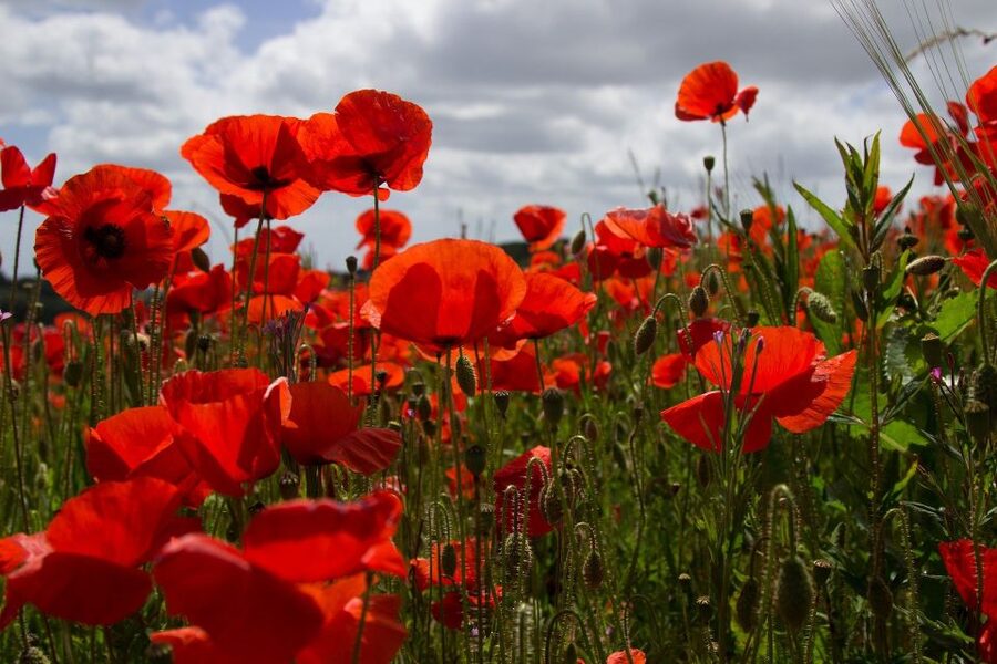 From Bruges: Flanders Fields Remembrance Full-Day Trip - Essex Farm and the poem In Flanders Fields