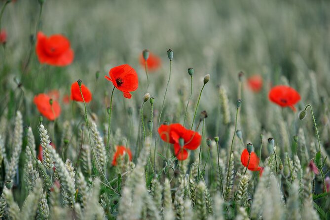 In Flanders Fields and Passchendaele Grand Tour - Hill 60 and the preserved battlefield
