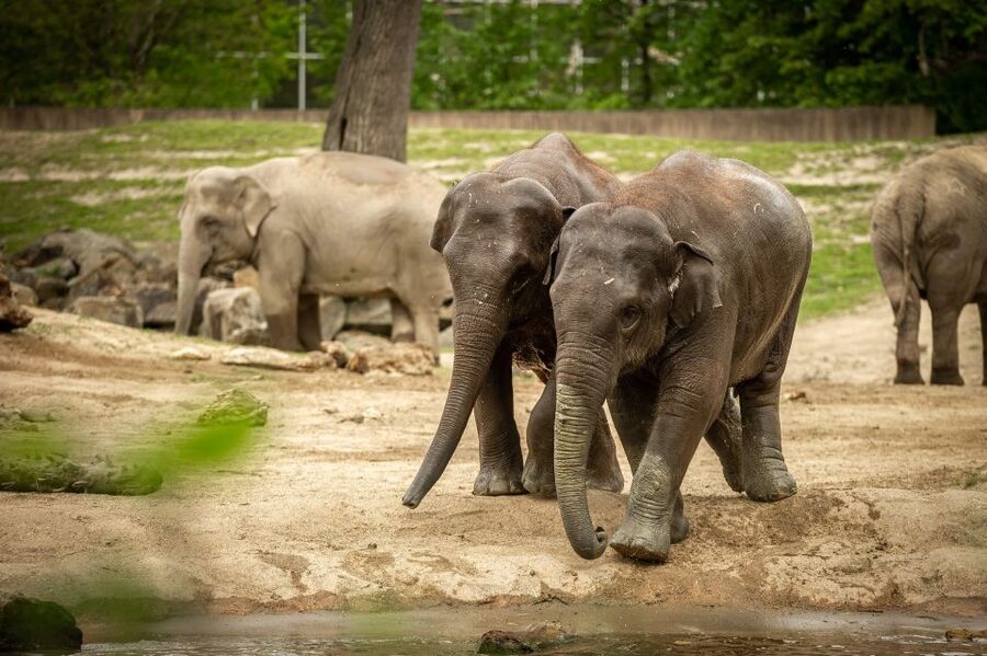Mechelen: Planckendael ZOO Entry Ticket - Key details before you go