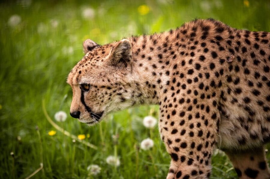 Mechelen: Planckendael ZOO Entry Ticket - From African savannahs to icy penguin waters