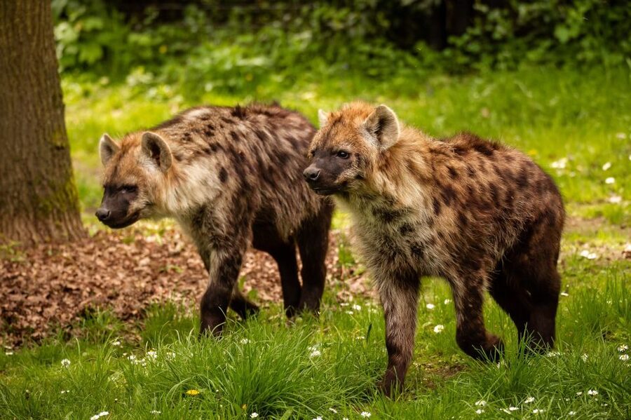 Mechelen: Planckendael ZOO Entry Ticket - Feeding times that help shape your day