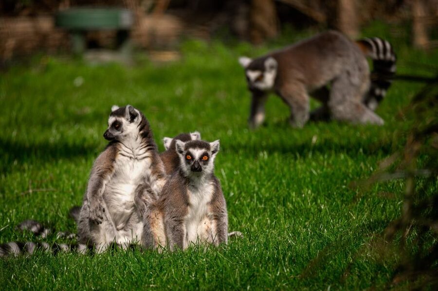Mechelen: Planckendael ZOO Entry Ticket - Access, comfort, and the limits of the facilities