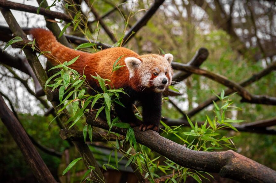 Mechelen: Planckendael ZOO Entry Ticket - How I would plan the visit