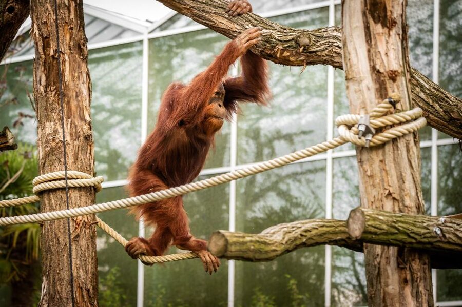 Mechelen: Planckendael ZOO Entry Ticket - Who will enjoy Planckendael most