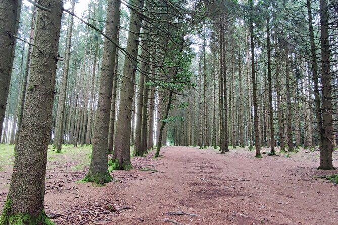 The Battle of the Bulge Experience - A day tour from Brussels - Bois Jacques, foxholes, and the winter battle