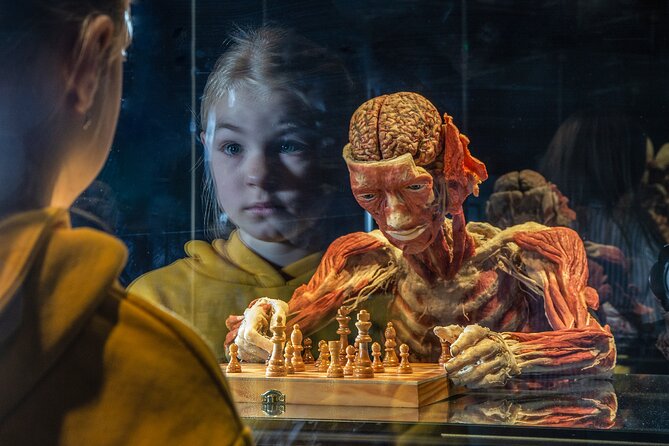 Ticket Expo Body Worlds in Bruges, Belgium - Key points